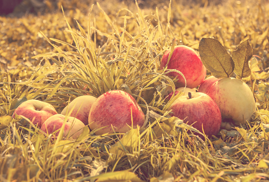 napacider - apple photo 1.1
